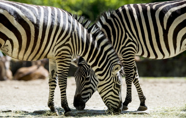 Amid shrinking migrations, nature surprises with discovery of long zebra trek in Africa Amid shrinking migrations, nature surprises with discovery of long zebra trek in Africa