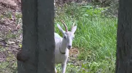 Goats help rid Austin parks of poison ivy | kvue.com