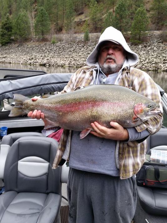 giant rainbow trout