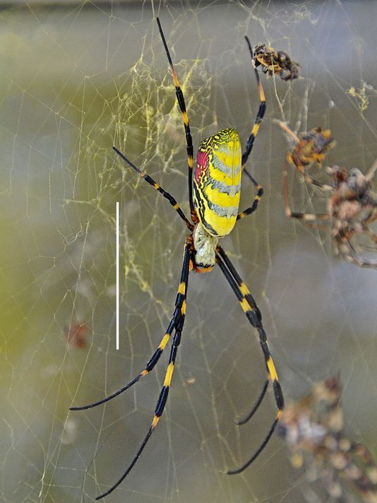 Spider Species, Humboldt County