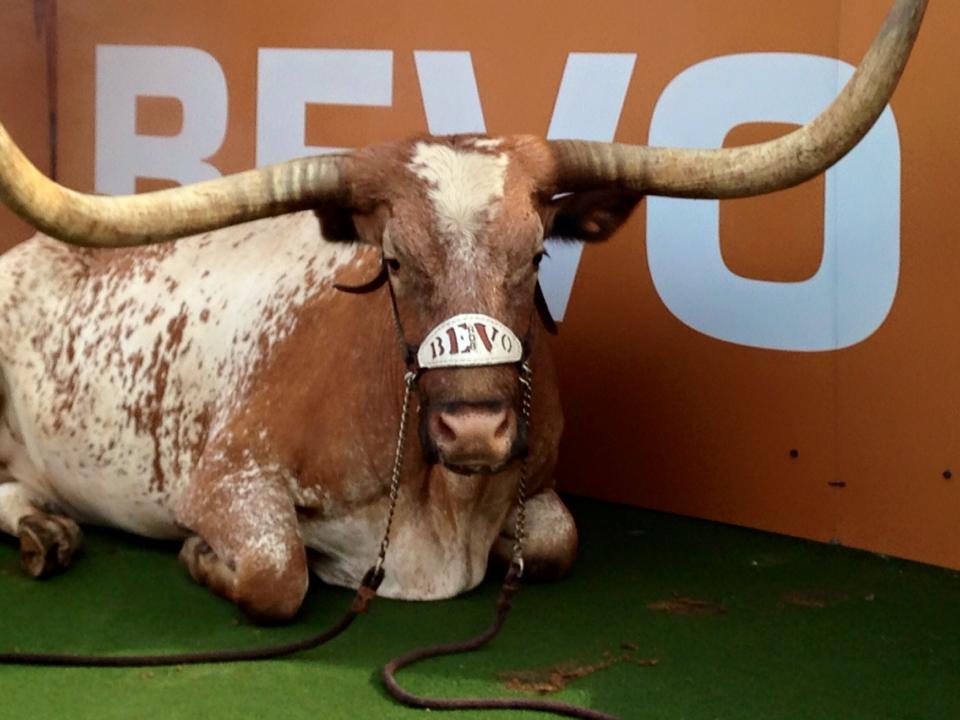 No Bevo: Texas mascot will miss Thanksgiving week game due to