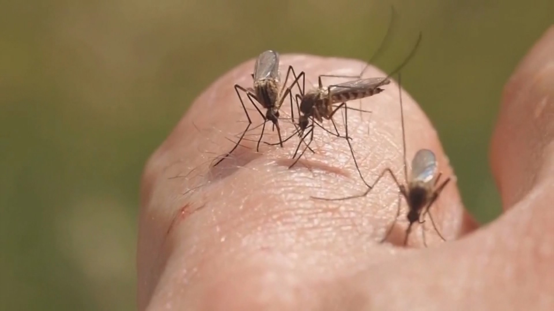 Mosquito sample in Cedar Park tests positive for West Nile Virus