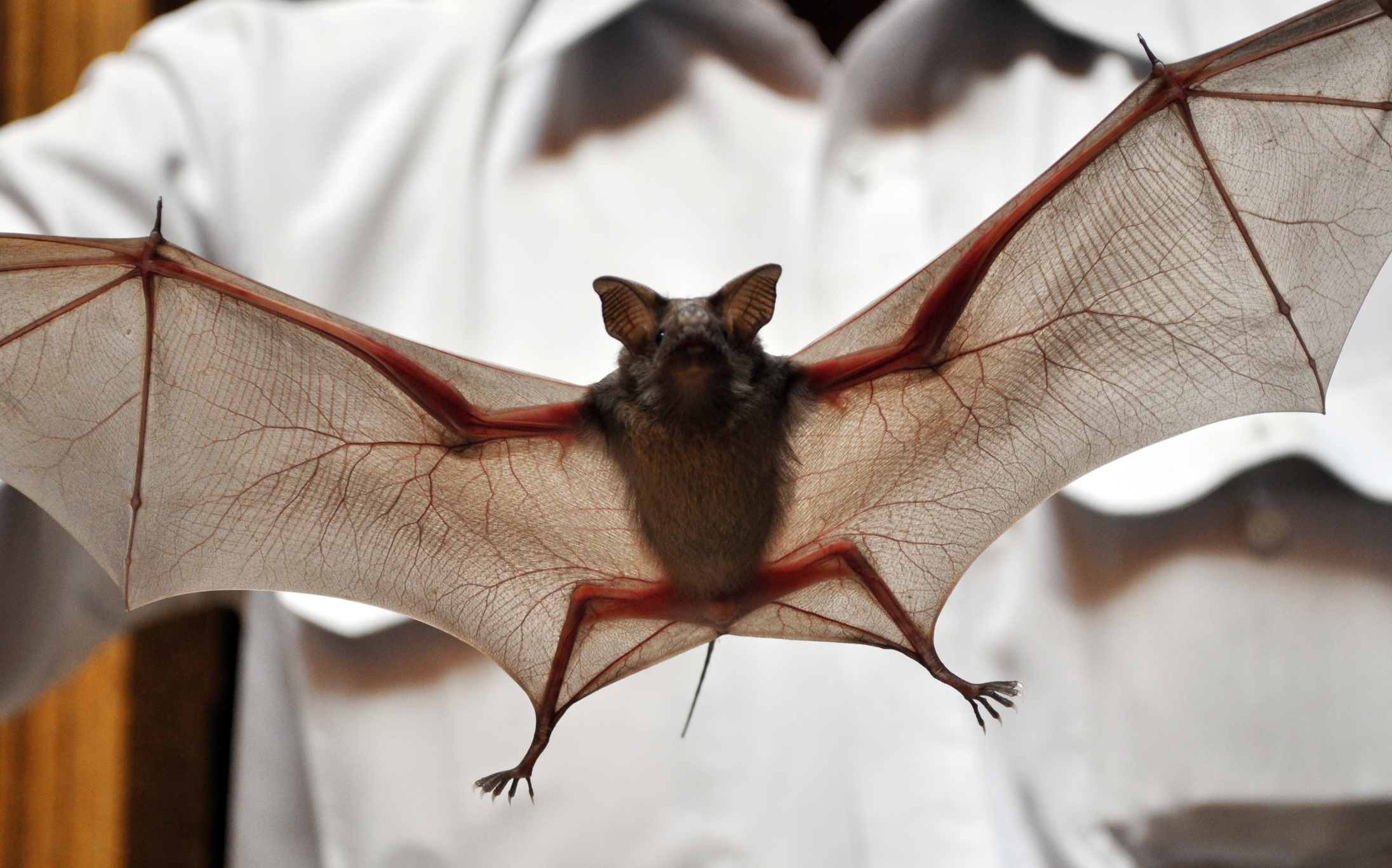 Bats Captured In Georgetown Prompt Warning From Animal Services