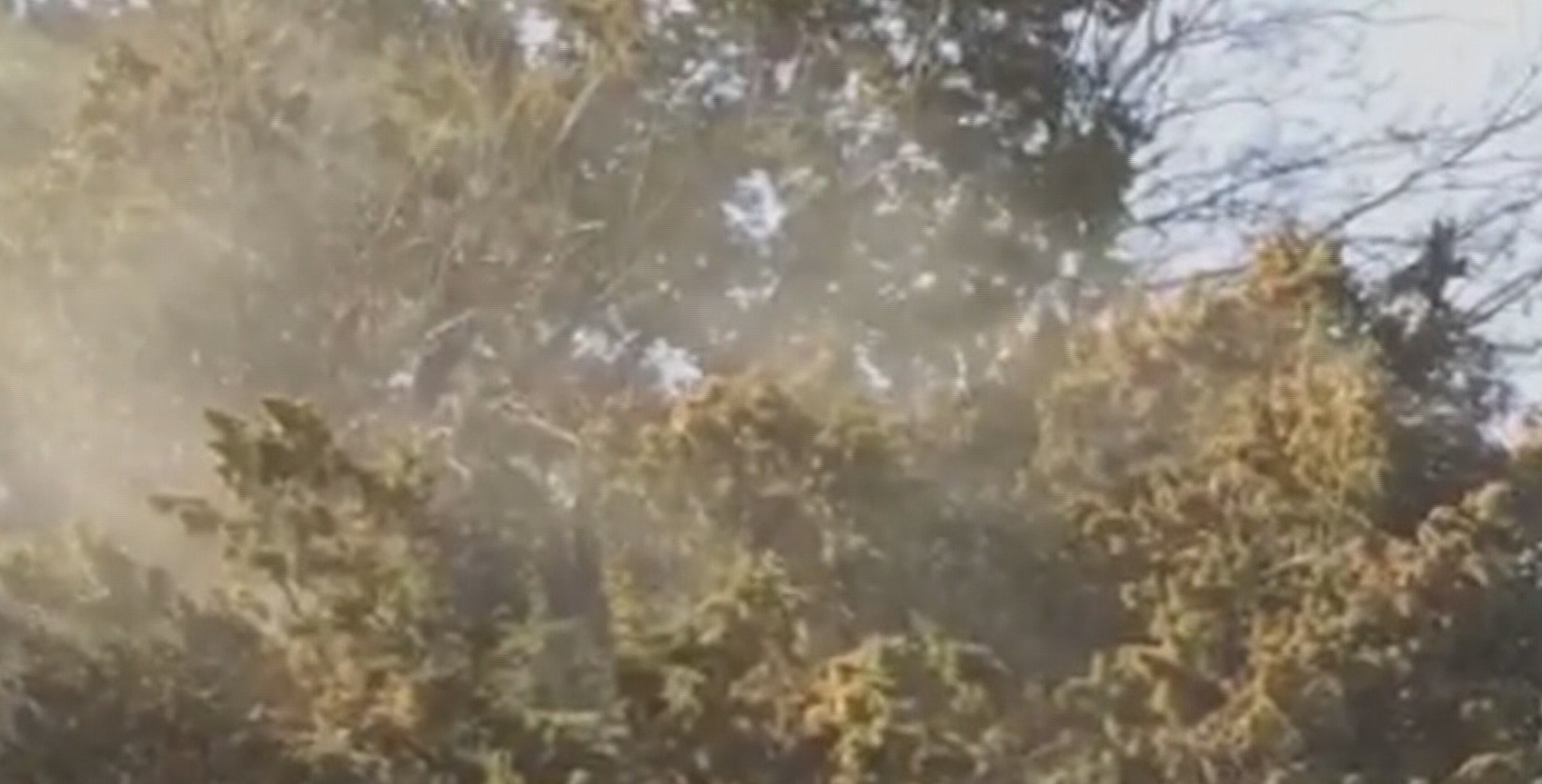 Cedar Fever is here for the holidays. Here's how to avoid it