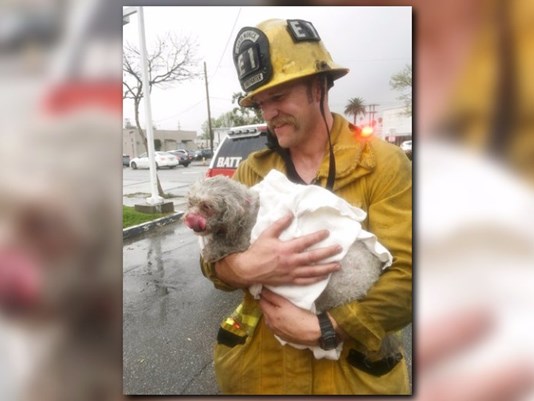 Dog pulled from California fire revived after 20 minutes | kvue.com