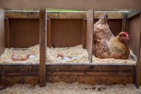 The City of Austin will pay you to keep a chicken coop in ...